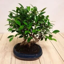 Bonsai Ficus Forest 25 Cm Pot