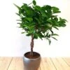 Ficus (microcarpa) 'Moclame' Op Stam P1 2 Ficus (microcarpa) 'Moclame' Op Stam P1 -usine boutique fd20181wh