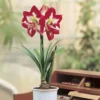 Hippeastrum Amaryllis Tigrée En 14 Cm -usine boutique fd20198wh jpg