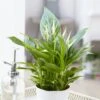 Spathiphyllum Cupido Silver -usine boutique fd20201wh