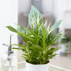 Spathiphyllum Cupido Silver