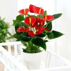Anthurium Red 14 Cm