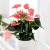 Anthurium Pink Champion 12 Cm -usine boutique fd20236wh