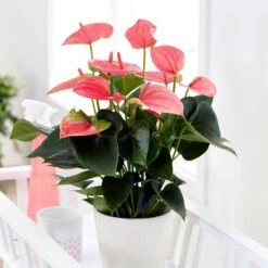 Anthurium Pink Champion 12 Cm