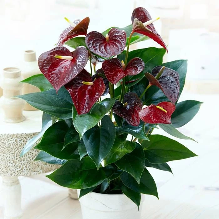 Anthurium Otazu Brown 12 Cm 3 Anthurium Otazu Brown 12 Cm