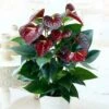 Anthurium Otazu Brun 14 Cm -usine boutique fd20238wh
