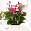 Anthurium Violette 1 Anthurium Violette -usine boutique fd20240wh