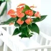 Anthurium Prince Of Orange 12 Cm -usine boutique fd20241wh