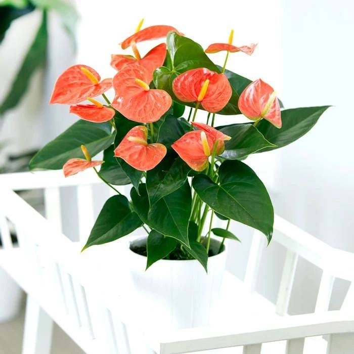 Anthurium Prince Of Orange 12 Cm 3 Anthurium Prince Of Orange 12 Cm