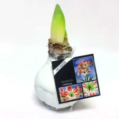 Amaryllis Touch Of Wax Blanc