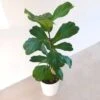 Ficus Lyrata 1 Ficus Lyrata -usine boutique fd20271wh