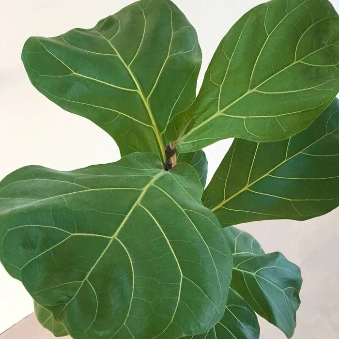 Ficus Lyrata 17 Cm Pot 4 Ficus Lyrata 17 Cm Pot – Image 2