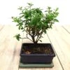 Bonsaï Azalea Pot 15cm -usine boutique fd20274wh