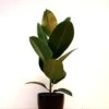 Ficus Elastica Robusta P17 -usine boutique fd20280wh