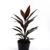 Cordyline Fruticosa Mambo 13cm Pot 2 Cordyline Fruticosa Mambo 13cm Pot -usine boutique fd20306wh