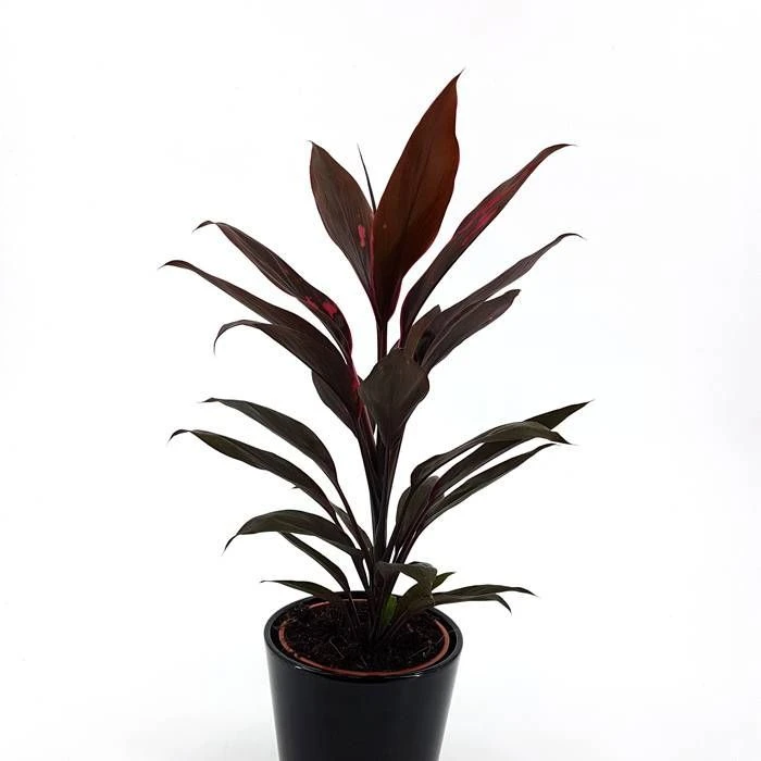 Cordyline Fruticosa Mambo 13cm Pot 3 Cordyline Fruticosa Mambo 13cm Pot