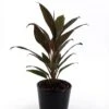 Cordyline Fruticosa Rumba 13cm Pot 1 Cordyline Fruticosa Rumba 13cm Pot -usine boutique fd20307wh