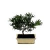 Bonsaï Podocarpus -usine boutique fd20446wh