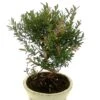 Bonsaï Suzygium 20 Cm S -usine boutique fd20479wh