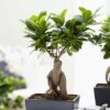 Bonsaï Ficus Ginseng 1 Bonsaï Ficus Ginseng -usine boutique fd20519wh