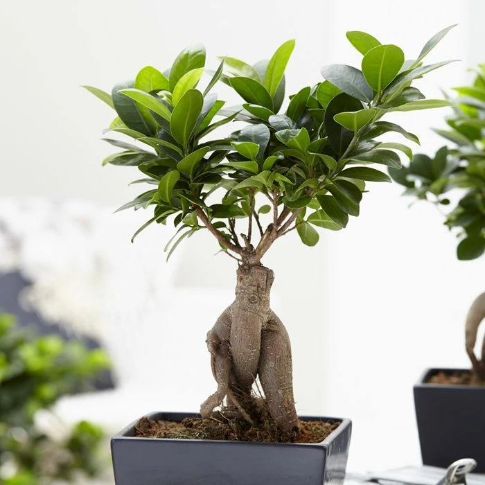 Bonsaï Ficus Ginseng 3 Bonsaï Ficus Ginseng