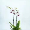 Phalaenopsis Blanche -usine boutique fd21091wh jpg