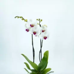 Phalaenopsis Blanche