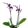 Phalaenopsis Purple Mix -usine boutique fd21307wh