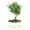 Bonsaï Pinus Broom 20 Cm -usine boutique fd21690wh