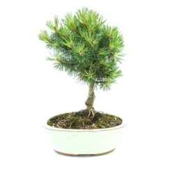Bonsaï Pinus Broom 20 Cm