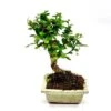 Bonsai Carmona Broom 12 Cm Pot 2 Bonsai Carmona Broom 12 Cm Pot -usine boutique fd22047wh