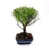 Bonsaï Suzygium 20 Cm -usine boutique fd22175wh