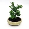 Bonsai Pyracantha