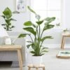 Strelitzia Nicolai Pot De 17 Cm -usine boutique fd22210wh