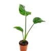 Strelitzia Nicolai Pot De 14 Cm -usine boutique fd22230wh