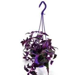 Gynura Purple Passion