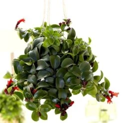 Aeschynantus Mona Lisa