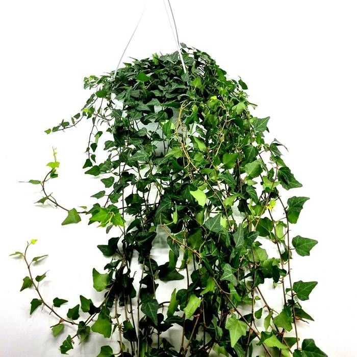 Hedera Helix Lady Kay 3 Hedera Helix Lady Kay