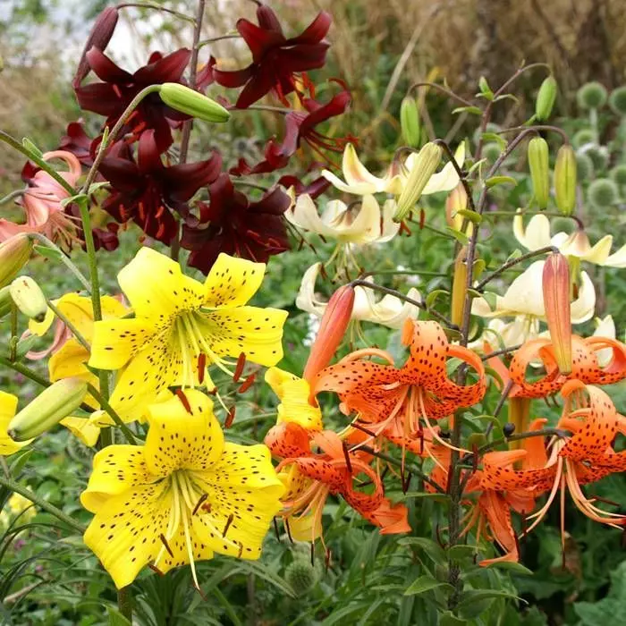 Mélange De Lys Tigrés 3 Mélange De Lys Tigrés