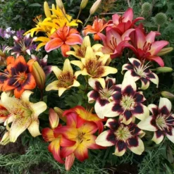 Lys Asiatiques Bicolores Et Mouchetés 12/14