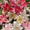 Lilium Oriental Mix 12/14 -usine boutique fd22324wh jpg