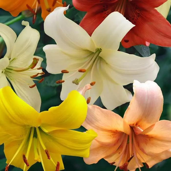 Mélange De Perles De Lys 12/14 4 Mélange De Perles De Lys 12/14 – Image 2