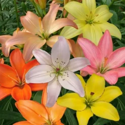 Lys Sans Pollen Melange 12/14