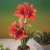 Hippeastrum Gold Medal 36/38 1 Hippeastrum Gold Medal 36/38 -usine boutique fd22559wh jpg