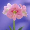 Hippeastrum Reve 28/30 -usine boutique fd22567wh jpg