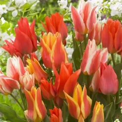 Tulipes Greigii Mélangées
