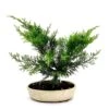Bonsaï Juniperus 20 Cm -usine boutique fd22623wh