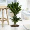Dracaena Janet Graig 21 Cm Pot -usine boutique fd22741wh