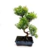 Bonsai Suzygium 25 Cm S -usine boutique fd22880wh 1