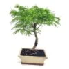Bonsaï Pseudolarix 25cm -usine boutique fd22885wh